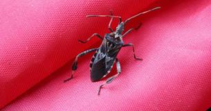 Erst Spinnen und jetzt die Stinkwanze - Der Herbst beschert Dir eine Insekteninvasion