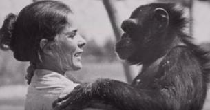 This Footage Of A Woman Reuniting With Two Chimpanzees After 25 Years Is Heart-Melting