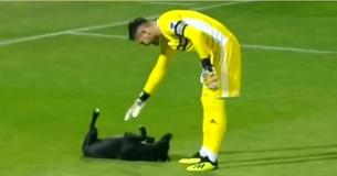 Dog Demands Belly Rub From Goalkeeper After Sneaking Onto Soccer FIeld