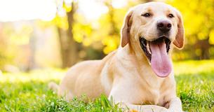 14 Signs That Definitely Mean You're A Crazy Labrador Person