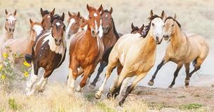 Roughly 1,000 Wild Horses Have Been Rounded Up By The Government - Of Which 300 Are At Risk Of Being Sold for 1 Dollar To Be Slaughtered