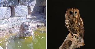 Tawny Owl Captured Cooling Off With A Midday Bathing Session In The Sizzling Heat