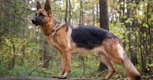 Dog Shot Four Times To Save Boy From Burglars