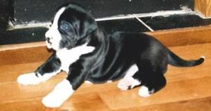 Un couple adopte un "petit" chiot d'un refuge, rentrent chez eux et remarquent leur erreur hilarante