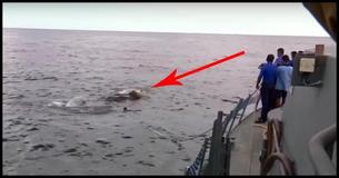 Marine raakt in de war door groot iets in het water. Op het moment dat ze zien wat het is springen ze allemaal overboord