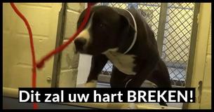 Het hartverscheurende moment dat deze opvanghond realiseert dat een nieuwe riem een nieuw huis betekent, zal je tot tranen brengen