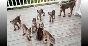 Man Hears Strange Noises On His Back Porch And Finds A Large Family Of Lynx Staring Back At Him