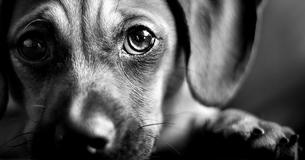 Dog Realizes He Has Been Abandoned At An Animal Shelter And Cries