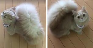Meet Bell, The Cat, With A Squirrel-Like Tail