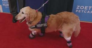 Chi Chi, The Brave Quadruple Amputee Golden Retriever Wins American Hero Award