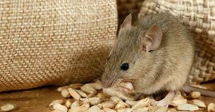 Use These Hacks To Keep Mice Out Of Your Camper