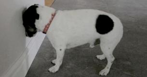 Ga direct naar de dierenarts als je hond of kat de kop tegen de muur drukt