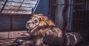 Animals Trapped At The 'Zoo From Hell' Were In Miserable Conditions Before Albanian Authorities Rescued Them