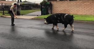 Officials Lure Runaway Pig Back Home Using Doritos