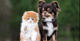Tiny Dog Bravely Defends Kitten In Between 2 Port-A-Potties Until Rescuers Come To Save Them Both
