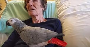 Une femme âgée dit  " je t'aime " à son perroquet une dernière fois après 25 ans d'amitié.