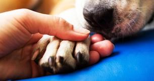 Un vétérinaire révèle ce que font les animaux domestiques au cours des derniers instants avant d'être mis à mort - et c'est déchirant  