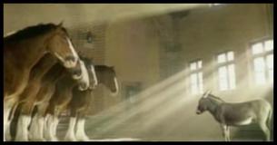 Über diesen kleinen Esel, der unbedingt ein Clydesdale-Pferd sein möchte, lacht sich das Internet gerade kaputt