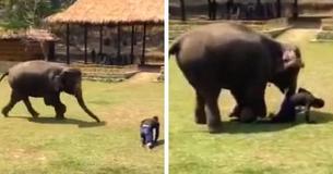 Un éléphant se précipite à la rescousse d'un soignant après qu'il ait été "attaqué"