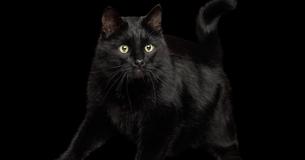 Bist Du ein Katzenexperte?