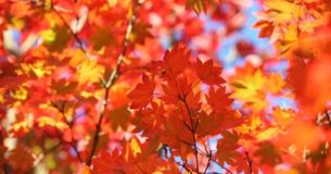 Wie gut kennst Du den Herbst wirklich?