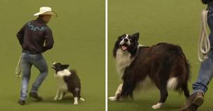 This Border Collie Is A Better Dancer Than His Owner - And Probably Better Than You, Too