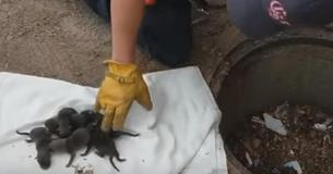 Bombeiros salvam filhotinhos, mas veterinários os rejeitam por um único erro dos bombeiros