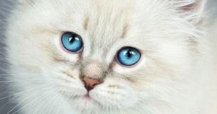 What Is Your Actual Spirit Color?