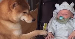 Mommy Captures This Footage Of Family Dog Reacting To Newborn's Homecoming And It Is Going Viral