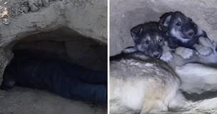 How Would You Like To Cuddle With Dozens Of 'Wolf dog' Puppies? Animal Shelter Looking For Volunteers