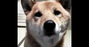 Mom Asks Dog To 'Bark Softly' - His Response Has The Internet Cracking Up