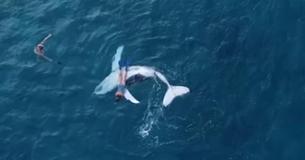 Stunned Diver Gets A Lift From A Baby Whale After It Sneaks Away From Its Giant Majestic Sleeping Mother