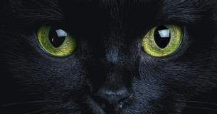 KATTEN: een kat hebben beschermt je huis tegen spoken en boze geesten