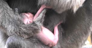 Newborn Gibbon Only 1-Day-Old Cradled In Mother's Arms Too Young To Even Be Gendered