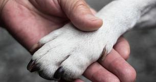 Un vétérinaire au cœur brisé révèle que les animaux de compagnie ont " peur " et cherchent leurs propriétaires durant leurs derniers moments