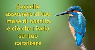 Cosa rivela su di te l'uccello associato al tuo mese di nascita?
