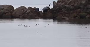 Un'orca spiaggiata grida di dolore e paura, fino a quando un angelo arriva in suo salvataggio