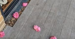 Une femme découvre enfin l'identité de l'admirateur secret qui laissait des fleurs tous les matins devant la porte de son nouveau domicile