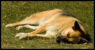 Na de dood van een gezonde hond tijdens een standaard rondje uitlaten, waarschuwt de eigenaar anderen