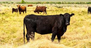 Un fermier voit sa vache mettre bas et n'arrive pas à en croire ses yeux  