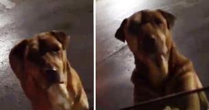 "Gold-Digging" Dog Gets Free Burgers By Sneaking Out At Night And Pretending To Be A Stray