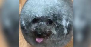 Owner Drops Dog Off At The Groomer, Comes Back To Find Their Dog Has Turned Into A Fluffy Cloud