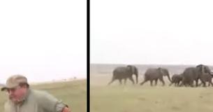 Deux chasseurs tirent sur un éléphant, en réponse le troupeau les charge violemment