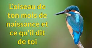Que révèle l’oiseau de ton mois de naissance sur toi ?
