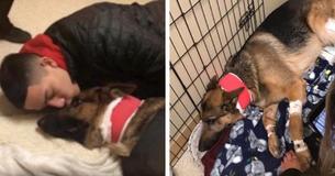 Un chien prend 4 balles pour sauver la vie d'un garçon quand les voleurs attaquent - mais la famille n'a pas assez de moyens pour sauver sa vie en retour