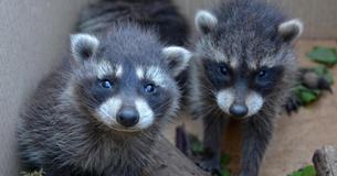 Home Improvement Store Worker Finds Tiny Residents Moved Into Mulch Bag, Posts Sign Warning Others