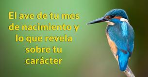¿Qué revela el ave de tu mes sobre quién eres realmente?