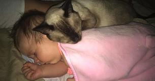Family Adopts Stray Cat, Shortly After It Becomes Newborn's Best Friend