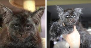 Ce chaton Maine coon au visage si humain est partout sur Internet