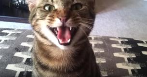 Adorable Clumsy Kitten Drops His Toy, Makes Sure His Owner Knows He Is Not Happy About It
